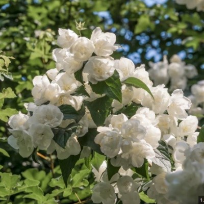 Iasomie Bouquete Blanc C3